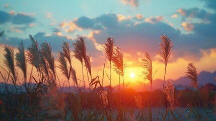 Sunset over tranquil field with swaying grass