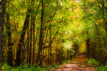 Obraz premium sunlit trail through a forest