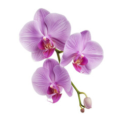 Fototapeta na wymiar Purple orchid isolated on white background