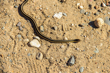 garter snake on gravel