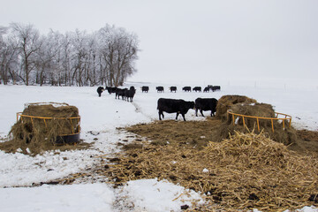 cows in snow with bale feeders