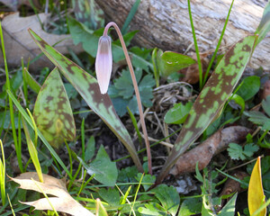 Erythronium albidum (White Trout Lily) Native North American Woodland Wildflower