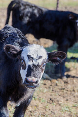 Fototapeta premium brockle face calf