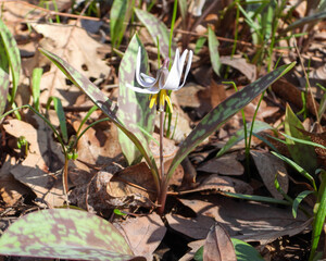 Erythronium albidum (White Trout Lily) Native North American Woodland Wildflower