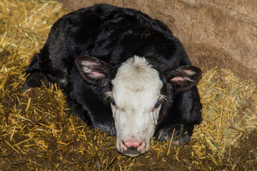 newborn black baldy calf