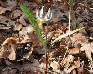Erythronium albidum (White Trout Lily) Native North American Woodland Wildflower