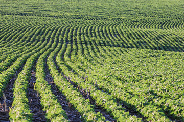 curved rows of soybeans