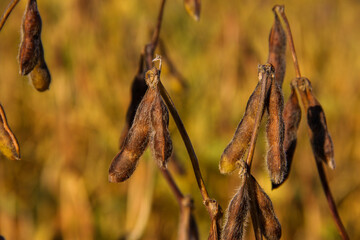 ripe soybean pods