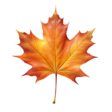 Single mapple leaf isolated in white background