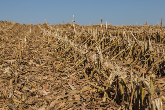 corn stalks after corn harvest
