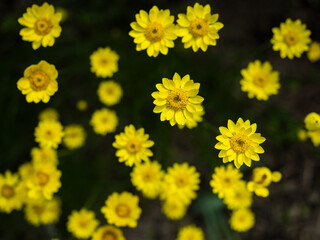 カメラ片手にお散歩。気持ちのいい晴天の日にバラ園で出会った花々