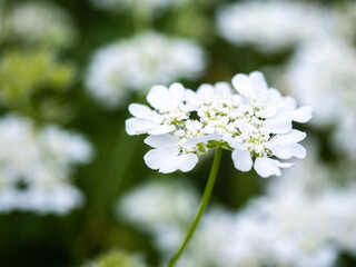 カメラ片手にお散歩。気持ちのいい晴天の日にバラ園で出会った花々