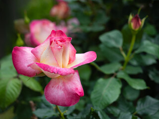 カメラ片手にお散歩。気持ちのいい晴天の日にバラ園で出会った花々