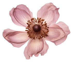 PNG Real Pressed a single anemone flower blossom petal plant.  - obrazy, fototapety, plakaty