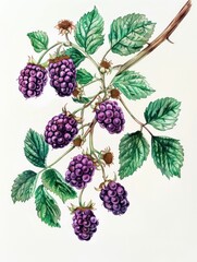 Watercolor blackberry clipart, featuring a vintage botanical illustration of a wild blackberry