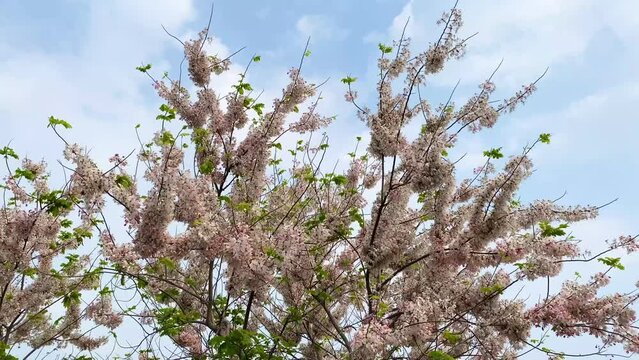 Pink Shower Tree in Taiwan.
