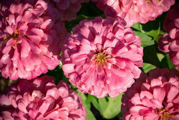 Pink Zinnia flower blooming in sunny day, Ornamental garden