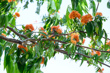 Beautiful Orange Ashoka tree flower blooming in summer season, Thailand