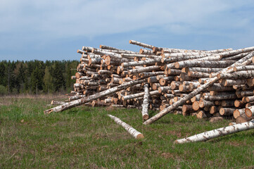 Birch logs pile near the forest edge