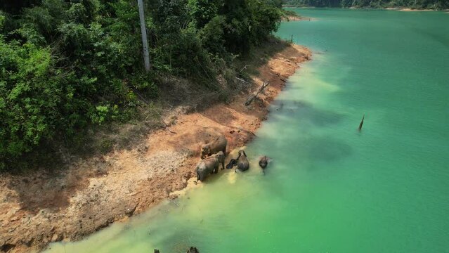 Encounter with a family of wild elephants in Khao Sok national park, on the Cheow lan lake in Surat Thani, Thailand