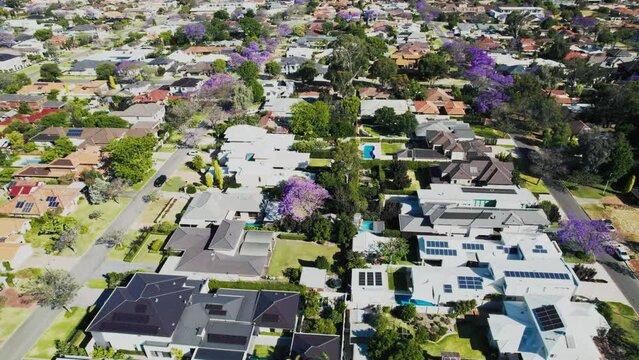 Overhead view of a quiet suburb with residential houses, gardens, and purple jacaranda trees scattered among the properties.
