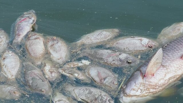 Dead fish floated in the dark water, water pollution.Environmental pollution.