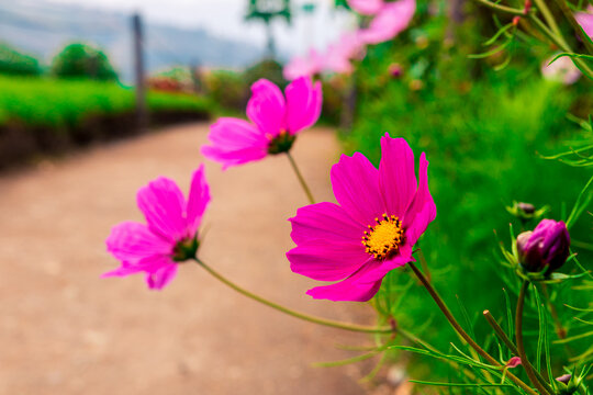 Flore rosada en Ba&ntilde;os, Ecuador
