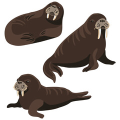 vector drawing walrus, cartoon animals isolated at white background, hand drawn illustration