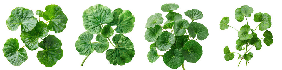 Close up Gotu kola or Centella asiatica leaves   On A Clean White Background Soft Watercolour Transparent Background - obrazy, fototapety, plakaty