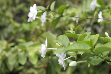 white flowers on the tree