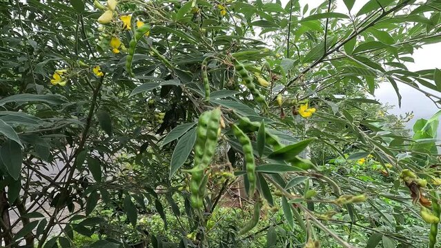 Pigeon pea (Gude, kacang gude, kacang kayo, kacang bali, Cajanus cajan, red gram, tur, pwa kongo, gungo peas)
