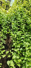 Dischidia is a small creeping plant that climbs on the branches of large trees in the garden. String of nickels creeping. Succulent leaves, oval shape, rounded tips, serrated bases, light green leaf.
