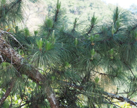 Young shoots fruit and flower of Sumatran pine or Pinus merkusii , Merkus pine canopy and blue sky. Pine tree leaves are single, small and slender, needle-shaped. Each bunch has 3 leaves. 
