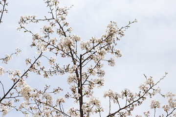 Branches of sakura flowers, cherry blossom