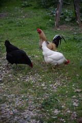 Chicken, farming and agriculture on grass, field or outdoor for free range eating, organic or sustainable farm. Poultry, birds or animal for protein, meat or pet in nature together for sustainability - 787754145