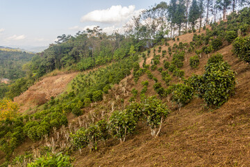 Fototapeta na wymiar Tea plantations near Samarkisay village in Phongsali province, Laos