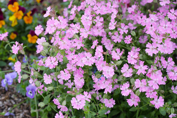 Silene pendula pink flower in the garden