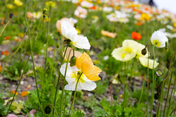 Beautiful poppy flower garden. The Expo 70 Commemorative Park, Osaka, Japan