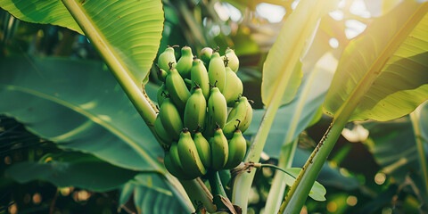 bunch of bananas are hanging from a banana tree Banana Tree Banana Green Fruit On Tree In Garden Nature Background Green ripe bananas on palm tree Summer and travel concept Banana fruits bunch - obrazy, fototapety, plakaty