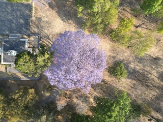 Jacaranda 