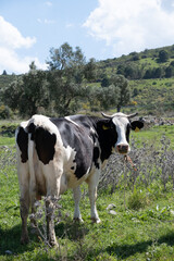 Fototapeta na wymiar cows graze on a green field in sunny weather. HQ