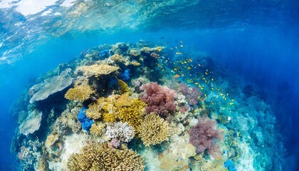 Fototapeta premium coral reef