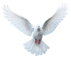 PNG Animal flying bird dove. 