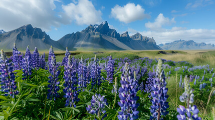 Breathtaking view of typical Icelandic landscape with field of blooming lupine flowers next to the mountains Location Skaftafell National Park Iceland Europe, Generative Ai