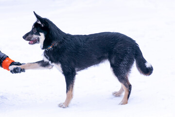  shepherd dog puppy full body photo walking on white snow forest background
