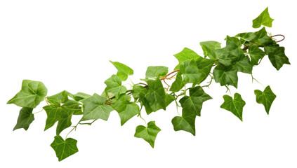 Fototapeta na wymiar PNG Ivy plant leaf vine.