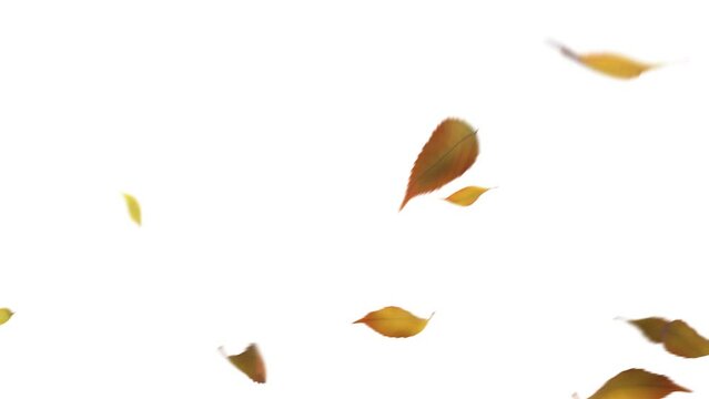 枯葉が風に乗って落ちる3D動画(背景はアルファチャンネル付き)	
