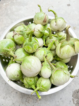 Thai green eggplants , organic vegetables.