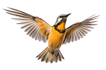 PNG Meadowlark flying animal robin. 
