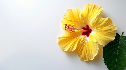 Top view of a yellow hibiscus flower on a plain white backdrop with a big space for text or product advertisement a studio white background, Generative AI.